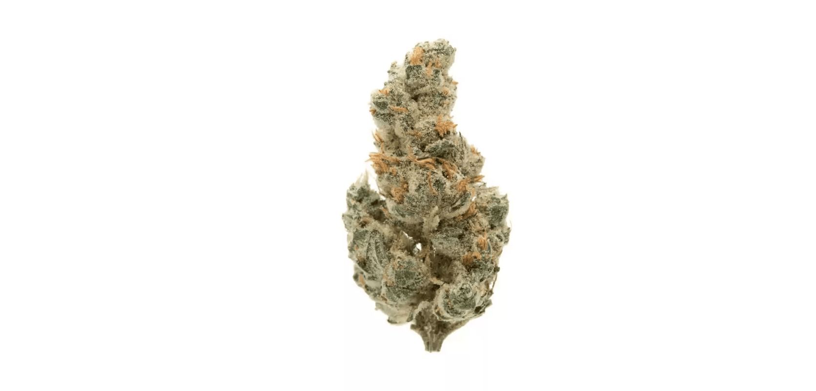 Now that you're acquainted with the merits of GMO Cookies, the question arises – where to find this exceptional strain? 