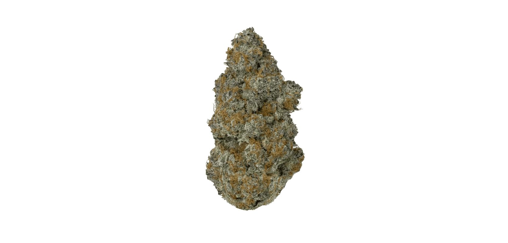 GMO Cookies are celebrated for providing a balanced euphoric high. It is suitable for various preferences. 