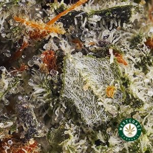 Buy weed Galactic Gas AAAA wc cannabis weed dispensary & online pot shop