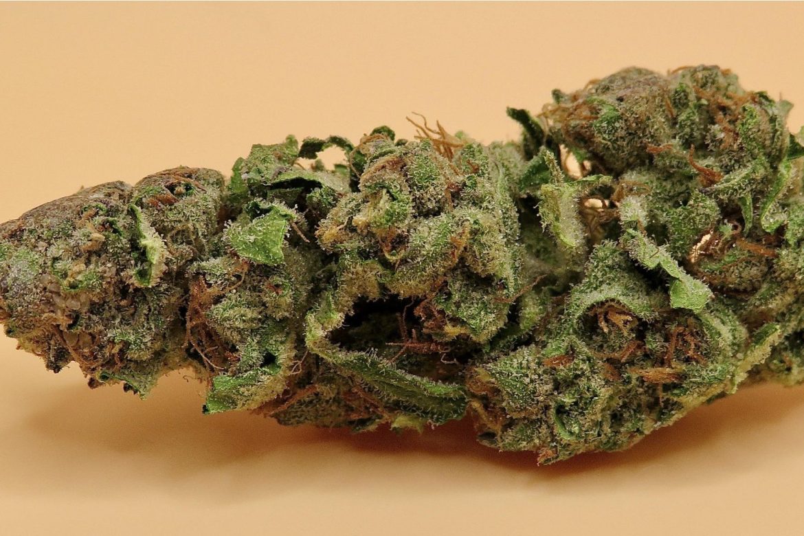 What’s the Jealousy strain? This Jealousy strain review, looks at its aroma, flavour, THC, terpenes, effects and where to buy weed online in Canada.