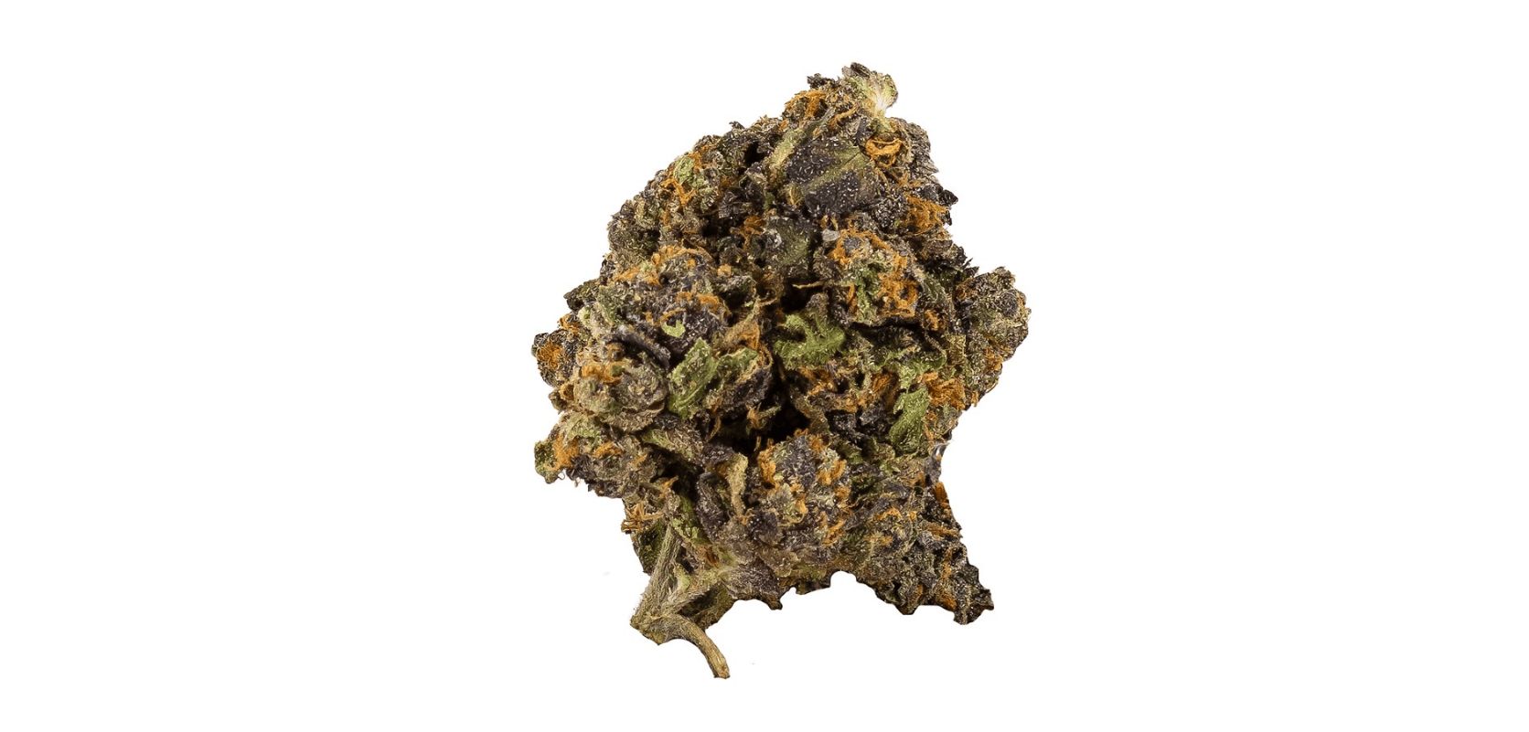Many strains would be jealous of this strain's good looks. It has dense popcorn-shaped dark green buds accented with purple hues.