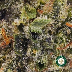 Buy weed King Louis XIII AA wc cannabis weed dispensary & online pot shop