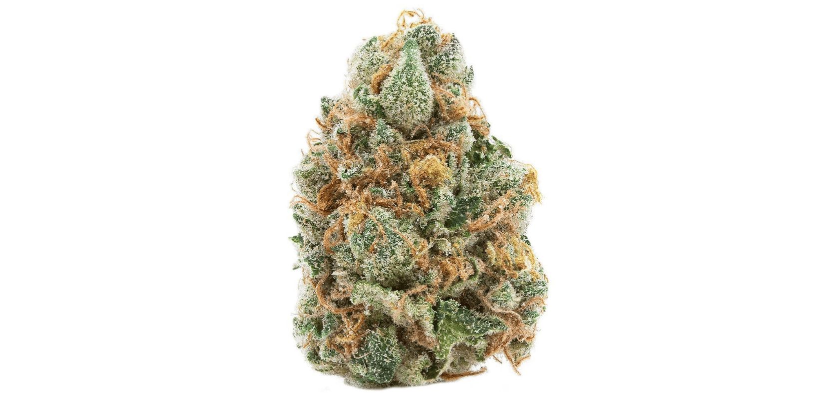 Cannabis fans love the GMO Cookies strain effects and its captivating terpene profile.