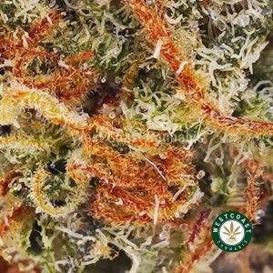 Buy weed Grapefruit Kush AAA wc cannabis weed dispensary & online pot shop