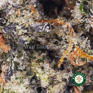 Buy weed El Chapo AAAA wc cannabis weed dispensary & online pot shop