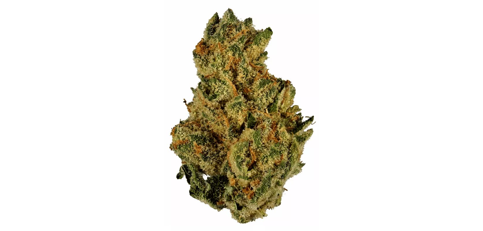 This weed guide is unlike any other you've read on the web. In this Grease Monkey strain review, you will gain insider knowledge about this Indica from the best experts in the field. 