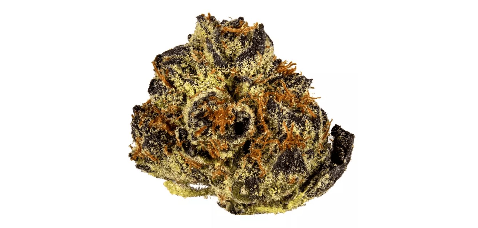 Ice Cream Cake strain is an indica-dominant hybrid loved for its well-rounded cannabis experience.