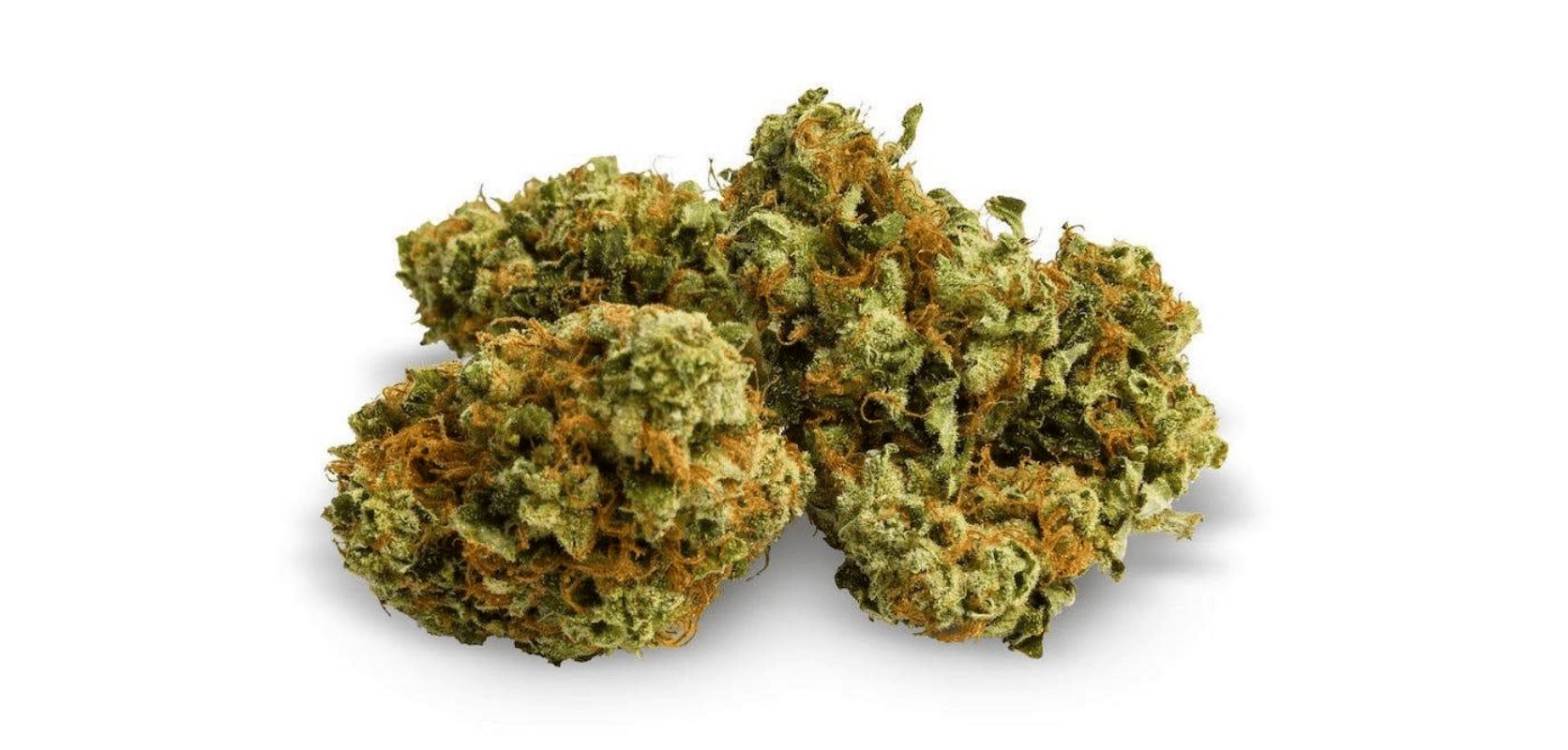 Interested in experiencing the convenience to buy Canadian weed online? 