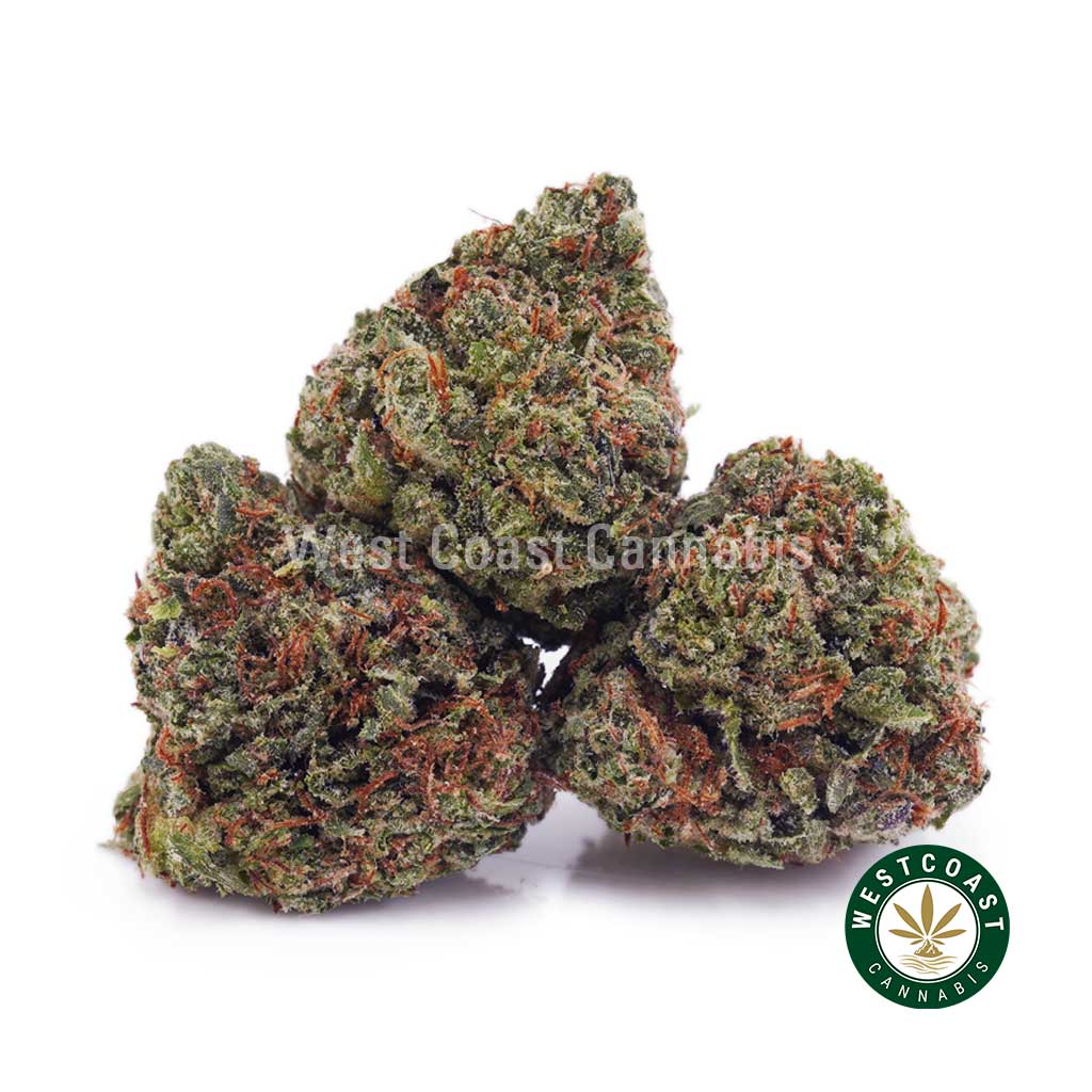 Buy weed Blue Venom AAAA (Popcorn Nugs) wc cannabis weed dispensary & online pot shop