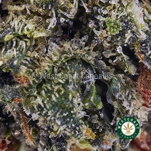 Buy weed Hawaiian Snow AAA wc cannabis weed dispensary & online pot shop