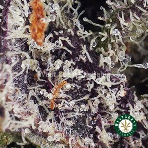 Buy weed Purple Punch AAAA wc cannabis weed dispensary & online pot shop
