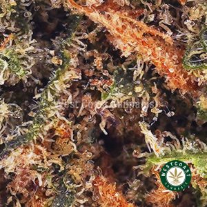 Buy weed Blackberry Kush AAA wc cannabis weed dispensary & online pot shop