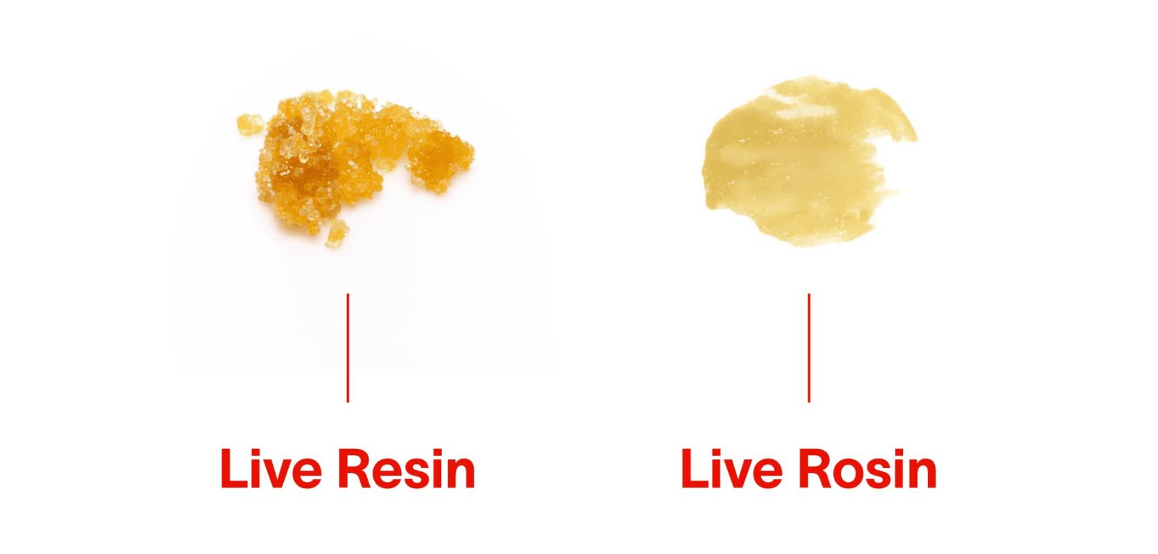 The main difference between live rosin and rosin boils down to the extraction method used. Rosin is formed using a solventless extraction method, while live rosin is created using a solvent-based extraction method. 