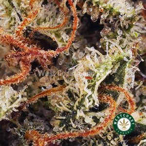 Buy weed Chemdawg AA wc cannabis weed dispensary & online pot shop