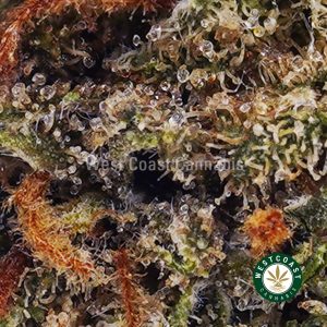 Buy weed Hindu Skunk AA wc cannabis weed dispensary & online pot shop