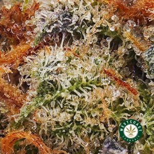 Buy weed Critical Kush AA wc cannabis weed dispensary & online pot shop