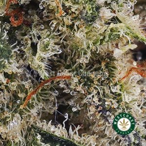 Buy weed Gorilla Goo AAAA (Popcorn Nugs) wc cannabis weed dispensary & online pot shop
