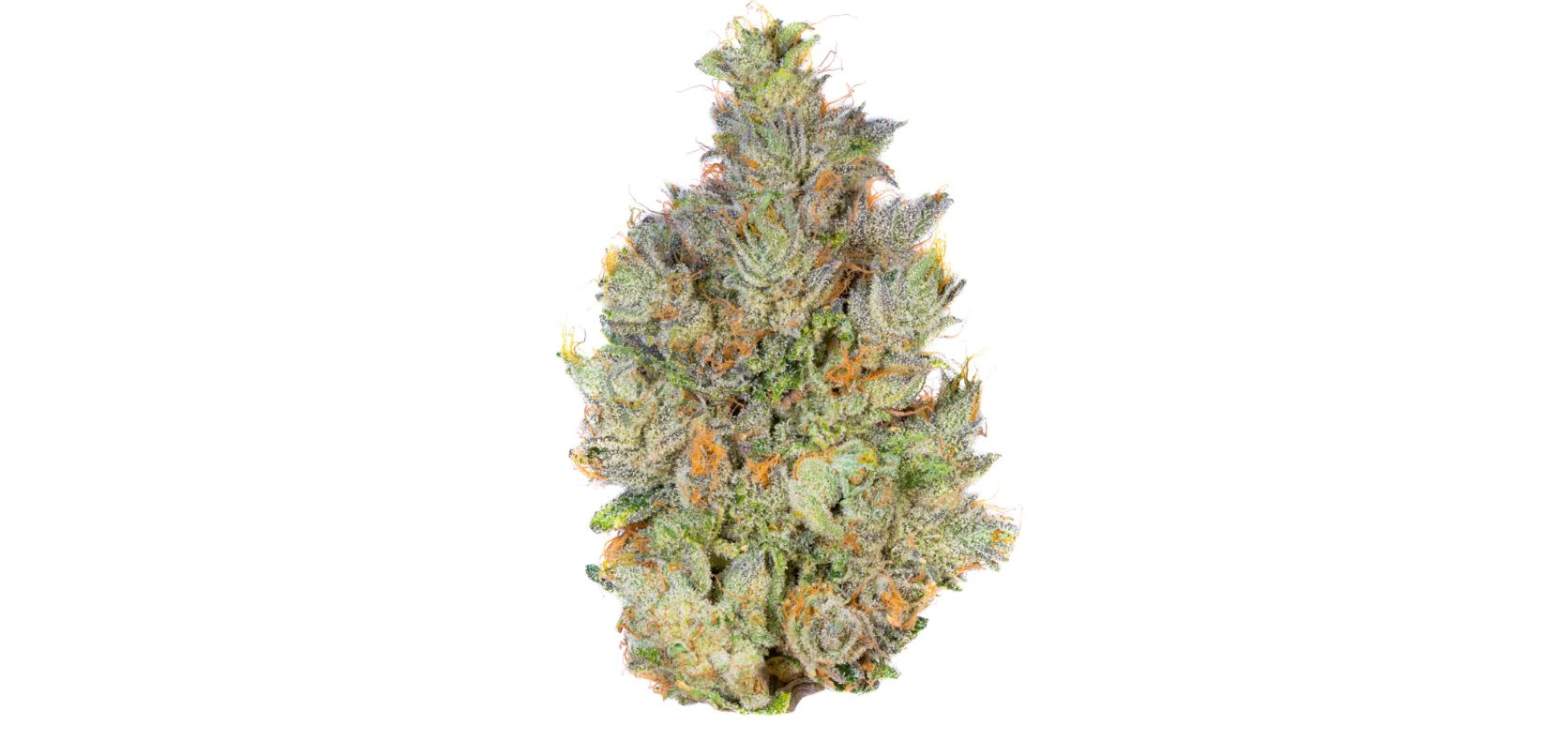 Let’s make this Mac 10 strain review more interesting by suggesting the best online cannabis store to buy weed online in Canada.