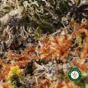 Buy weed Chocolope AAA wc cannabis weed dispensary & online pot shop