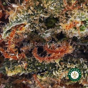 Buy weed Holy Grail AAA wc cannabis weed dispensary & online pot shop