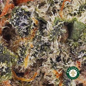 Buy weed LA Kush Cake AAAA (Popcorn Nugs) wc cannabis weed dispensary & online pot shop