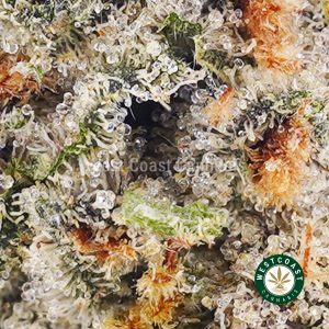 Buy weed Pineapple Jack Herer AAA wc cannabis weed dispensary & online pot shop