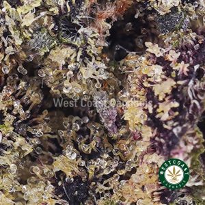 Buy weed Purple Runtz AAA wc cannabis weed dispensary & online pot shop
