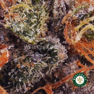 Buy weed Island Maui Haze AAA wc cannabis weed dispensary & online pot shop