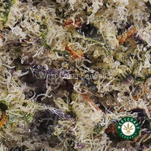 Buy weed Citrus Haze AA wc cannabis weed dispensary & online pot shop